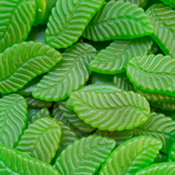 Giant Spearmint Leaves (Mayceys)